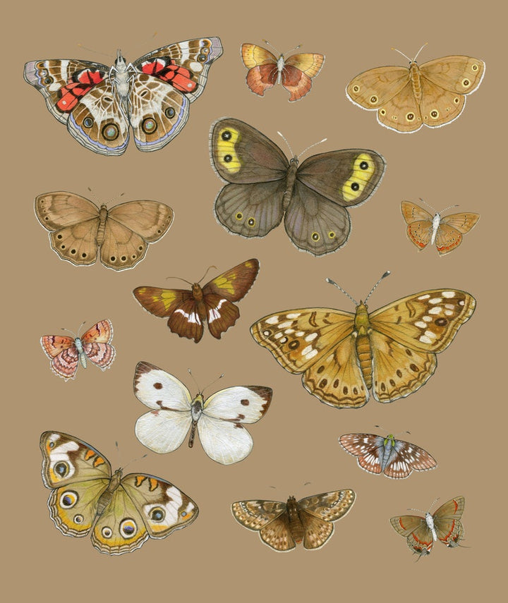 Sarah Draws Things Brown Flutter 8x10 Print
