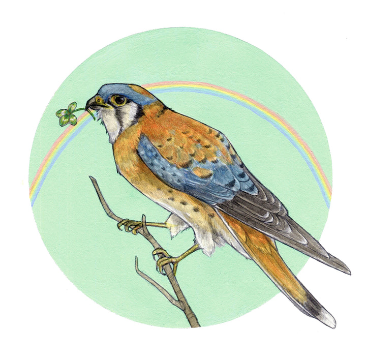 Sarah Draws Lucky Kestrel 8x8 Print